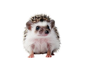 Isolated mini hedgehog
