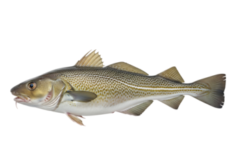 A single atlantic cod fish, gadus morhua, with distinctive markings and barbels, swimming horizontally, isolated on transparent background