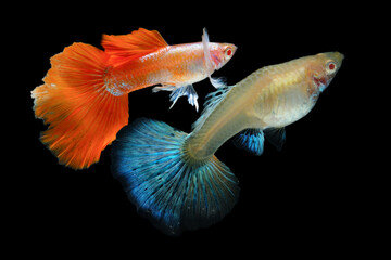 Fish in aquarium. Beautiful Guppy glides gracefully, its shimmering colors like strokes of living light. Each delicate fin flows like silk in water. Guppy isolated on black background.