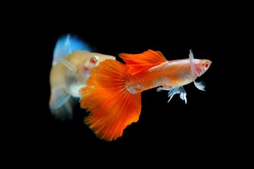 Fish in aquarium. Beautiful Guppy glides gracefully, its shimmering colors like strokes of living light. Each delicate fin flows like silk in water. Guppy isolated on black background.