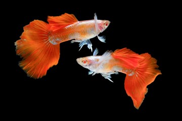 Fish in aquarium. Beautiful Guppy glides gracefully, its shimmering colors like strokes of living light. Each delicate fin flows like silk in water. Guppy isolated on black background.
