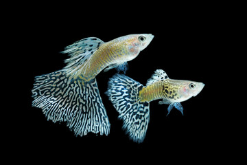 Fish in aquarium. Beautiful Guppy glides gracefully, its shimmering colors like strokes of living light. Each delicate fin flows like silk in water. Guppy isolated on black background.