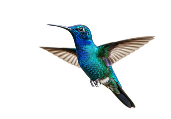 Fototapeta premium A vibrant blue and green hummingbird in flight, with wings spread and beak pointed forward, isolated on transparent background