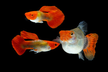 Fish in aquarium. Beautiful Guppy glides gracefully, its shimmering colors like strokes of living light. Each delicate fin flows like silk in water. Guppy isolated on black background.