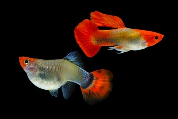 Fish in aquarium. Beautiful Guppy glides gracefully, its shimmering colors like strokes of living light. Each delicate fin flows like silk in water. Guppy isolated on black background.