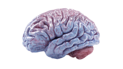 Detailed 3D human brain model showing anatomy structure realistic medical organ and scientific educational illustration isolated on white background