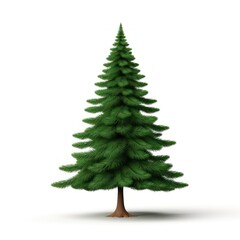 Obraz premium Realistic evergreen tree illustration