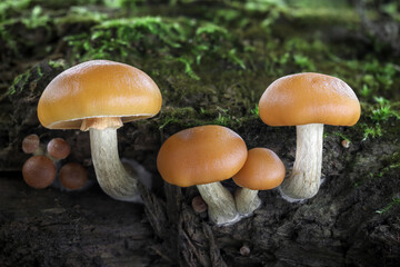 Macro shot of group of deadly poisonous Galerina marginata mushrooms commonly known as funeral bell
