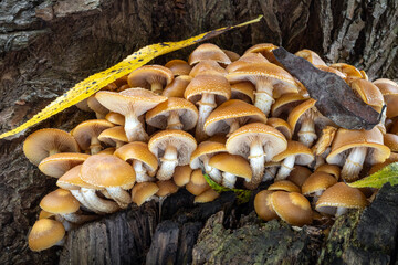 Detail shot of group of amazing edible Kuehneromyces mutabilis mushrooms