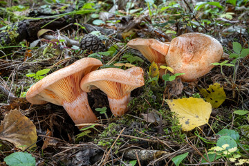 Group of four edible and tasty Lactarius deliciosus commonly known as saffron milk cap