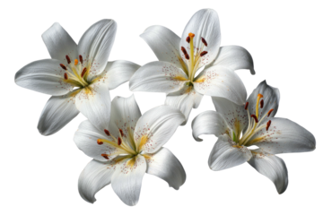Close-up of four white lilies