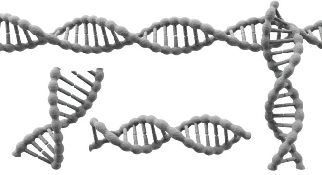 3D rendered illustration of various DNA double helix strands in gray, scientific and genetic concept, perfect for medical and educational projects