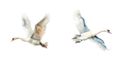 flying swan watercolor vector illustration