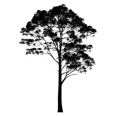 Obraz premium Grand Fir silhouette tree illustration vector