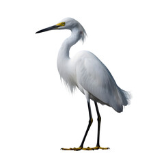 Fototapeta premium Majestic white Snowy Egret bird illustration standing in profile with bright yellow eyes and black legs isolated on transparent background