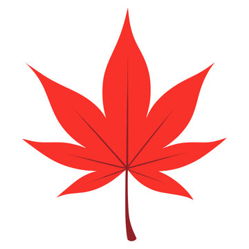 Red japanese maple leaf illustration autumn canadian vector