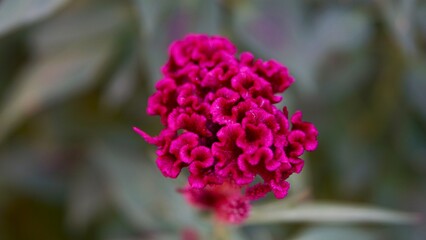 close up of a pink flower its call name in indonesia jengger ayam