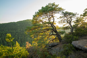 Buchkammerfels in Busenberg in der Pfalz beim Sonnenuntergang mit Kiefern und Hügeln im Sommer