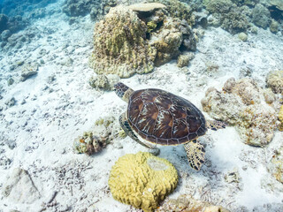 アオウミガメ, Green Turtle, Green Sea Turtle, Chelonia mydas,...