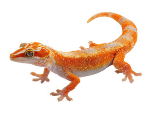 Vivid orange and white gecko isolated on black. Detailed markings and eye focus