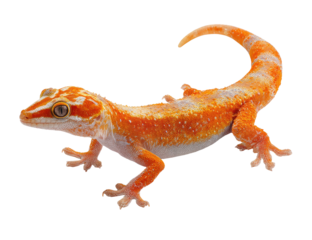 Vivid orange and white gecko isolated on black. Detailed markings and eye focus