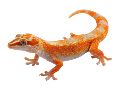 Vivid orange and white gecko isolated on black. Detailed markings and eye focus