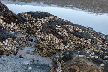 Texture of oyster shells on rock. Sea Beach landscape.