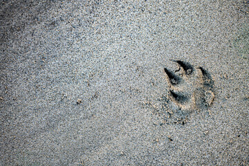 Dog Footprint on the sand. Animai Track.