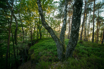 Buchkammerfels in Busenberg in der Pfalz beim Sonnenuntergang mit Kiefern und Hügeln im Sommer