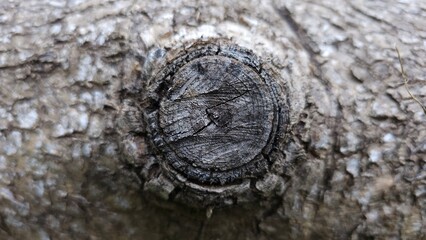 An extreme close-up, horizontal photograph centered on a dark, circular tree knot or pruned branch end embedded in lighter, rough-textured gray-brown bark. The knot features visible growth rings and 