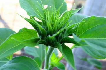 Obraz premium A young sunflower bud with soft green hairs