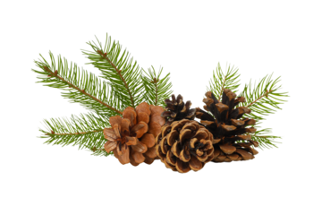 Natural elements perfect for festive holiday decoration, on white, PNG