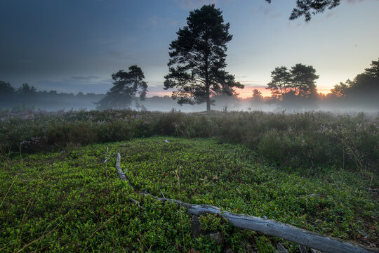 Mehlinger Heide in Kaiserslautern in voller Bl&uuml;te mit Nebel und Lichtstrahlen beim Sonnenaufgang
