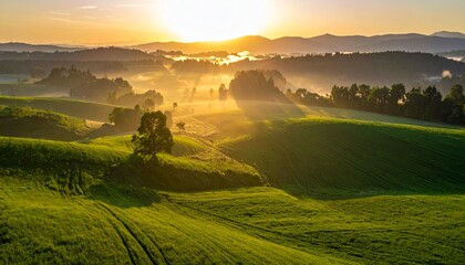 Fototapeta premium panorama of a beautiful, ecological farmland at sunrise. Waved, green field, forest and morning fog