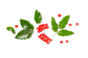 Holly leaves and red berries for festive decor, on white, PNG