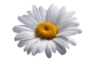 Single white daisy with yellow center, close-up