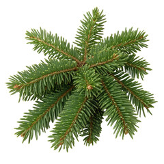 Spruce branch, symmetrical, green needles, black backdrop