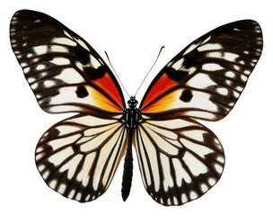 Fototapeta premium PNG A bight butterfky invertebrate chandelier butterfly.
