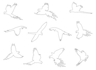 Macaw parrot line drawing illustration vector