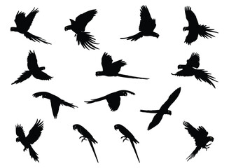 Marca parrot silhouette illustration vector