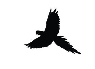 Silhouette of a flying macaw parrot. Vector illustration.