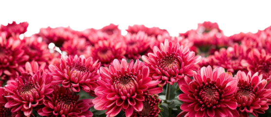 PNG Chrysanthemum mum flowers asteraceae outdoors blossom.