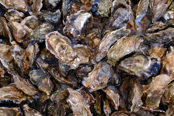 Seafood. Oyster producer from the Morbihan basin. France.