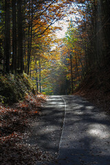 An empty road in autumn with trees on either side, leaves on the ground and rays of sunlight.