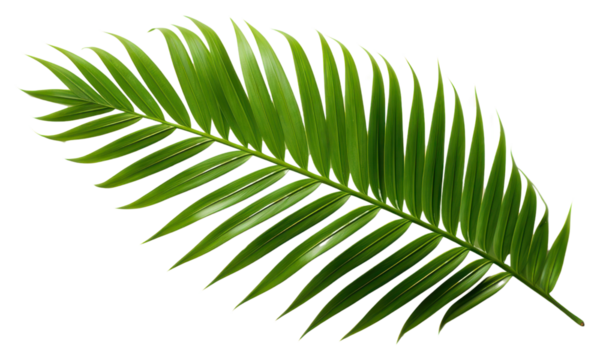 PNG Palm leaf green nature plant.