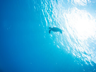 アオウミガメ, Green Turtle, Green Sea Turtle, Chelonia mydas,...