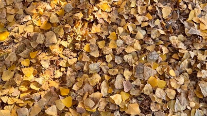 background of yellow leaves