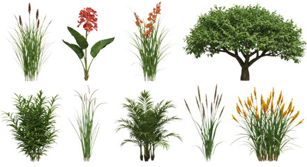 Collection of tropical plants and shrubs isolated on white background, perfect for landscaping and garden design projects