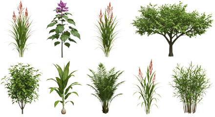 Collection of various tropical plants and small trees isolated on white background, perfect for landscaping and gardening projects