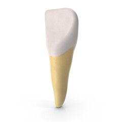 Obraz premium a single 3D human lower jaw central incisor tooth , isolated PNG